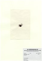 藏品(巢沙菜)的圖片